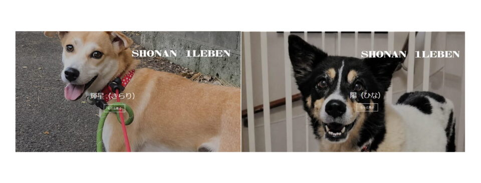 保護犬活動SHONAN 1LEBEN