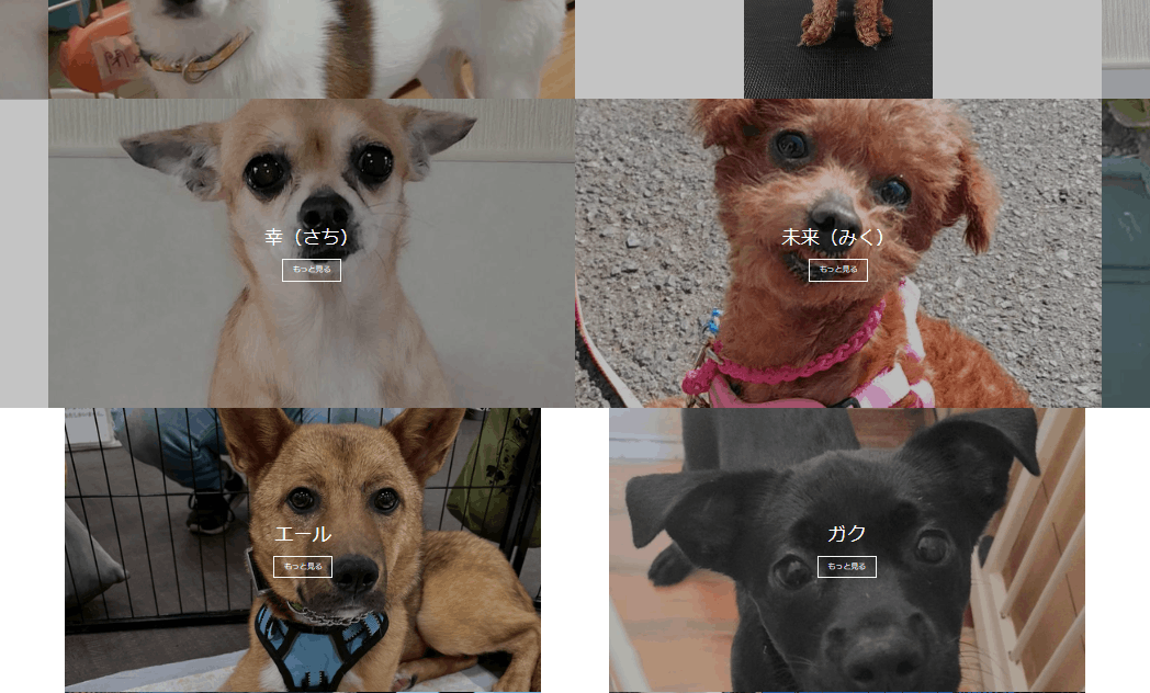 保護犬チャリティ
